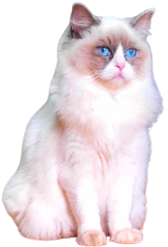Femelles_reproductrice_Ragdoll_Yasmina-removebg-preview La Wooferie