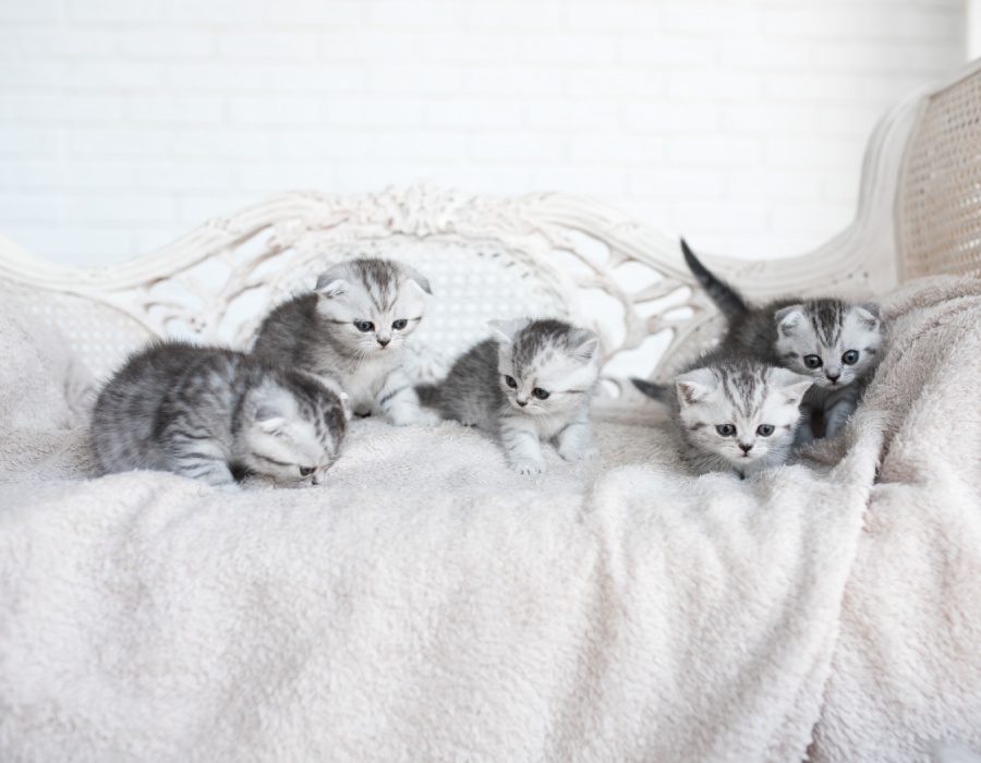 Elevage de British, Ragdoll et Scotish