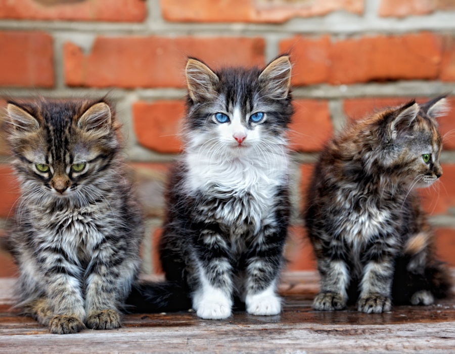 Elevage de chiens et de chats