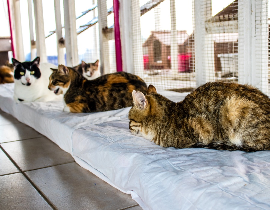Pension pour chats
