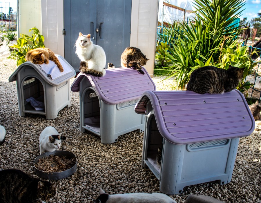 Pension pour chats