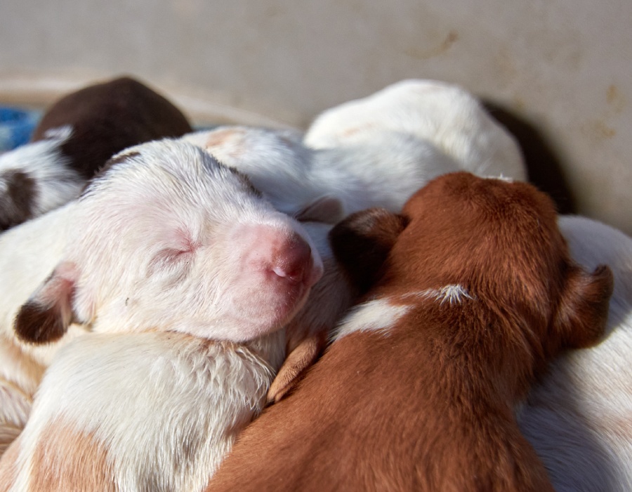 Elevage de chiens et de chats