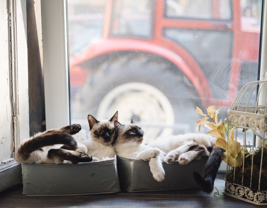 Elevage de British, Ragdoll et Scotish