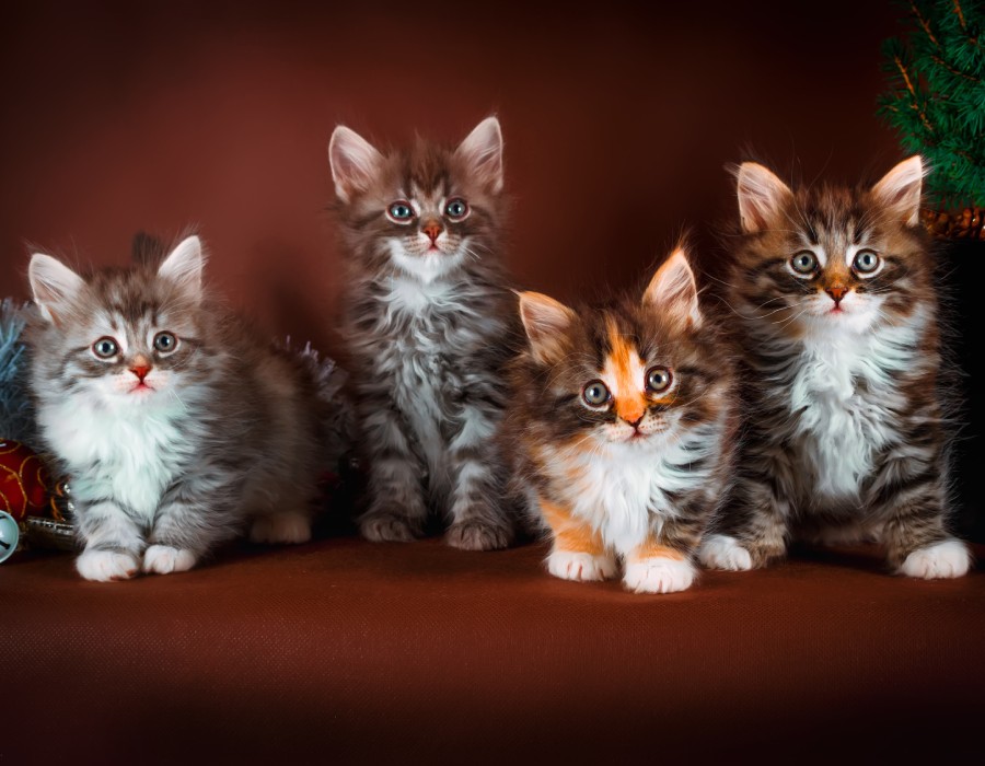 Chiots et chatons de races LOF /LOOF