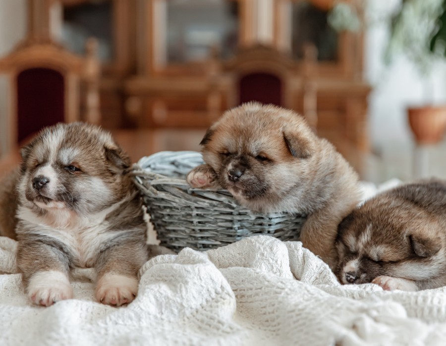 Chiots et chatons de races LOF /LOOF