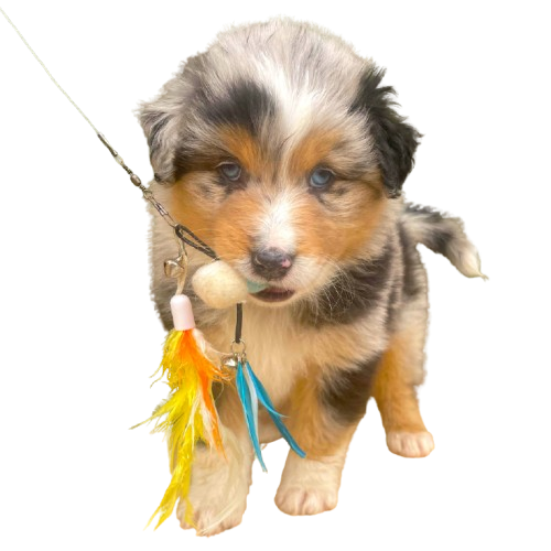 Chiot_La_Wooferie_2025-removebg-preview La Wooferie